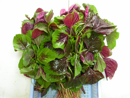 TRANG NÔNG SEMI-RED AMARANTHUS TRANG NÔNG SEMI-RED AMARANTHUS