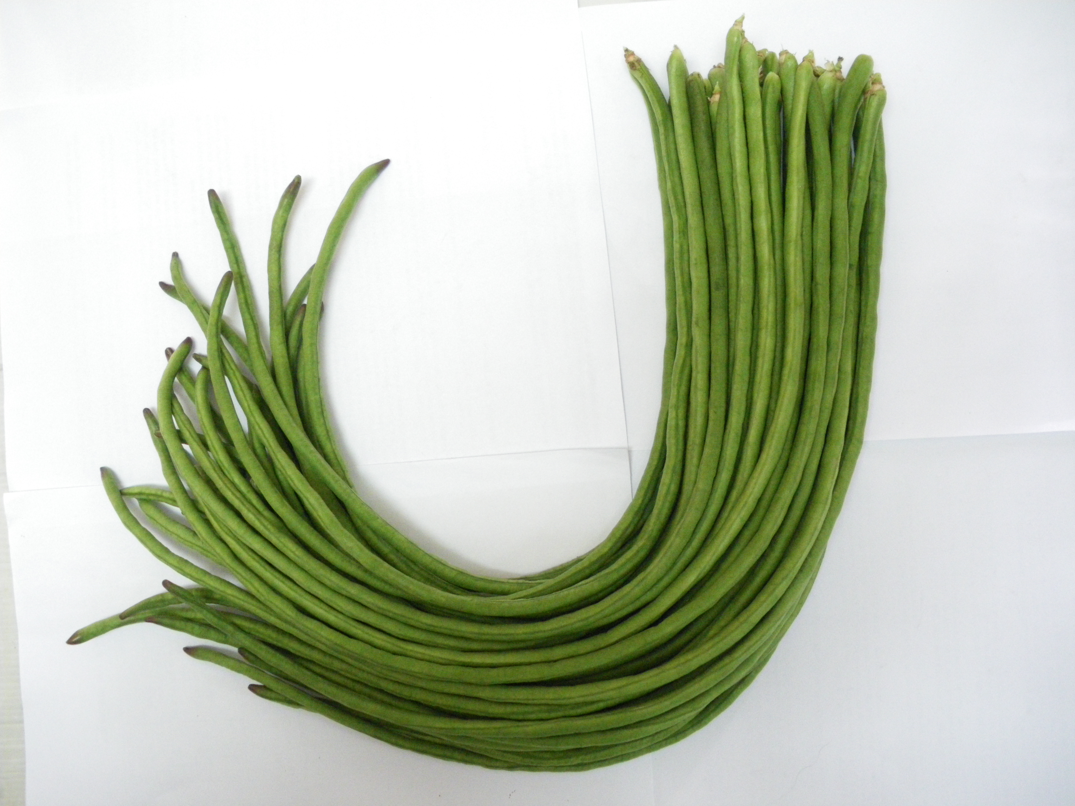 BLACK SEED YARD LONG BEAN TN 301 BLACK SEED YARD LONG BEAN TN 301